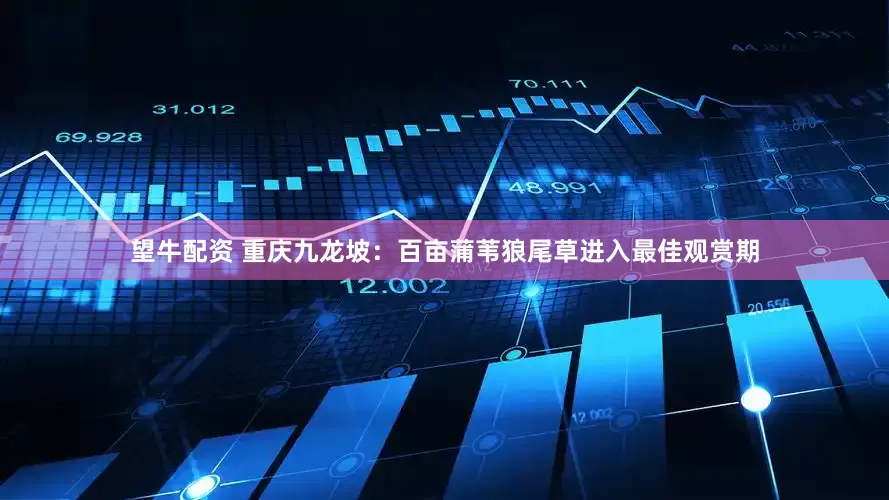 望牛配资 重庆九龙坡：百亩蒲苇狼尾草进入最佳观赏期